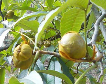 品味深山馈赠 来自临安龙岗的天然核桃之约